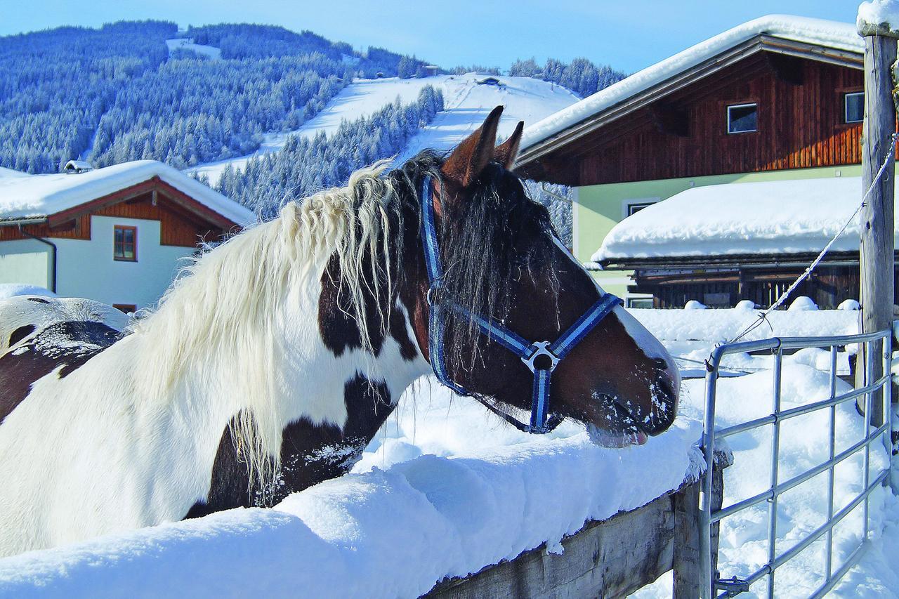 Sieglhub Chalets - Appartements - Hotel Flachau Exteriör bild