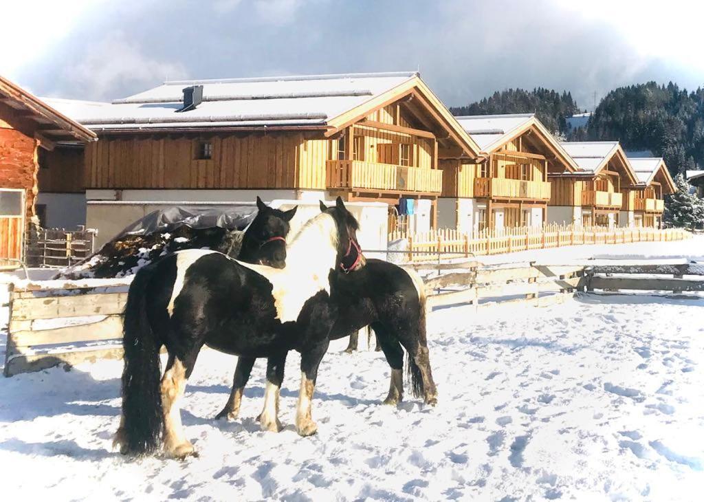 Sieglhub Chalets - Appartements - Hotel Flachau Exteriör bild